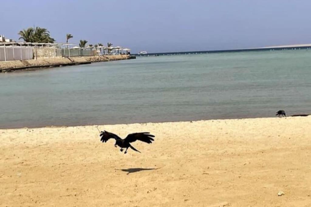 Florenza Khamsin - Sea View / Free Wi-fi شقة الغردقة
